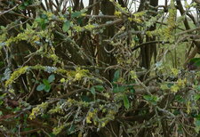 Lichen sur Escalonia