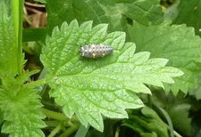 Larve de coccinelle