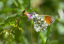 Aurore - Anthocharis cardamines
