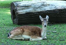 Biche