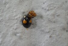 Coccinelle Asiatique