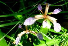 Iris fétide