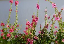 Rose trémière