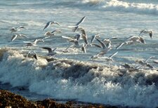 Mouettes rieuses