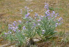 Giroflée des dunes (matthiola sinuata)
