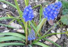 Muscari à grappes