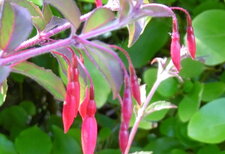 Fuchsia magellicana gracilis