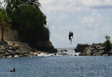 Plongeon en piqué du pélican