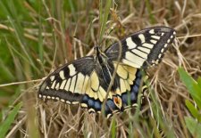  Machaon - Papilio machaon