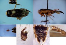 Hesperocorixa vulgaris