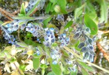 Myosotis rameux (hérissé)