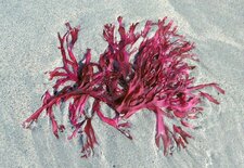 Algue rouge