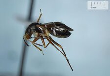Pilophorus perplexus 