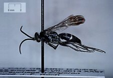 Episyron biguttatus