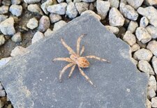 Araignée Epeire diadème