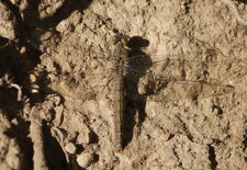 Orthetrum brunneum - femelle