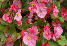 Begonia semperflorens