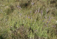 Lavandula angustifolia