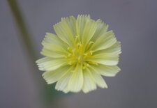 Fleur de chondrille à tiges de jonc