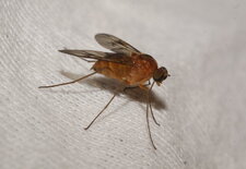 Chrysopilus sp. - sous réserve