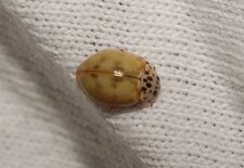 Harmonia quadripunctata