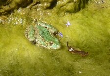 Grenouille rieuse