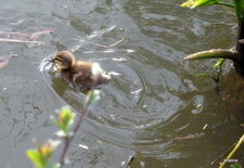 Canneton colvert.