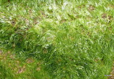 Enteromorphe. (Entéromorpha intestinalis).