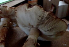 Amanite rougissante 