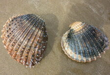 Duo de bucardes