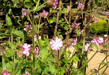 Red campion