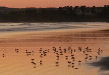 Bécasseaux variables ?