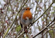 Rouge gorge familier