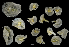 Dendrogramma enigmatica et Dendrogramma discoides
