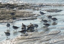 Bécasseaux sanderling