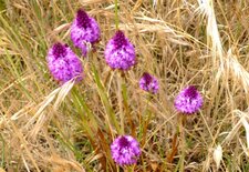 Orchidée pyramidale (anacamptis pyramidalis)