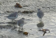 Bécasseaux sanderling