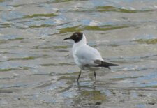 Mouette mélanocéphale