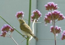 Fauvette des jardins