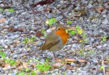 Rouge gorge familier