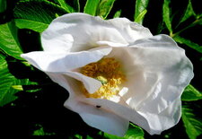 Rosier des chiens (rosa canina alba)