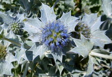 Panicaut maritime