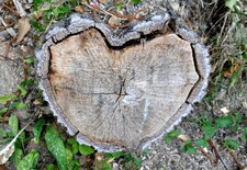 Coeur de chataigner