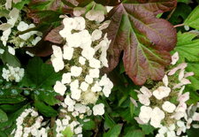 Hydrangée "feuille de chêne"