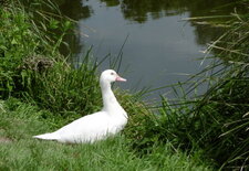 Canard d