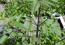  Une variété de sureau ?