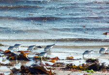 Bécasseaux sanderling