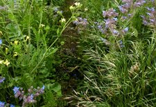Flore du chemin