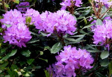 Rhododendron pontique