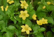 Lysimiaque des bois (mouron jaune)
